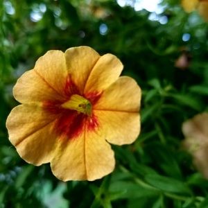 Meet your Posher, Dina